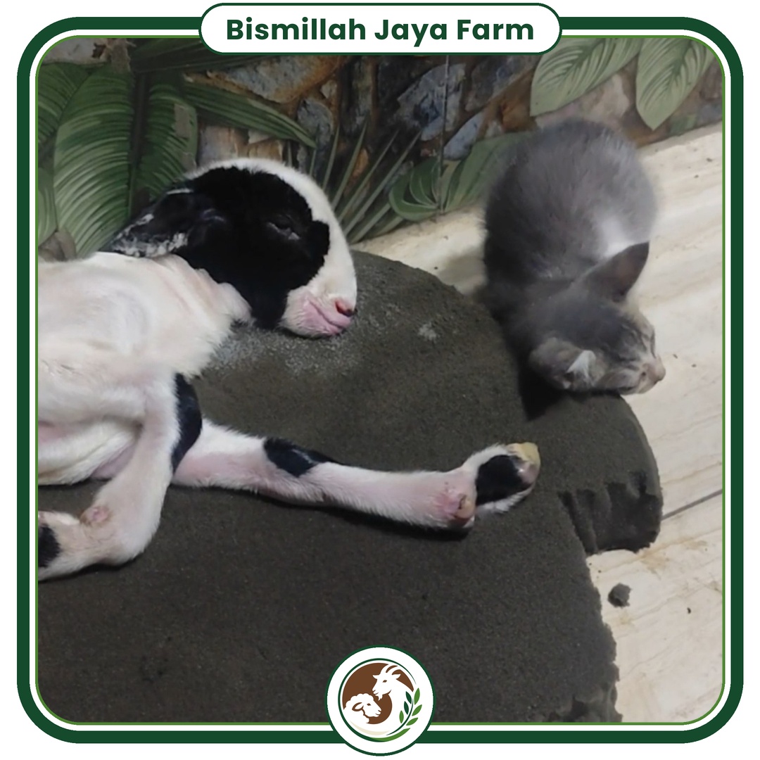 Dokumentasi ternak Bismillah Jaya Farm 1