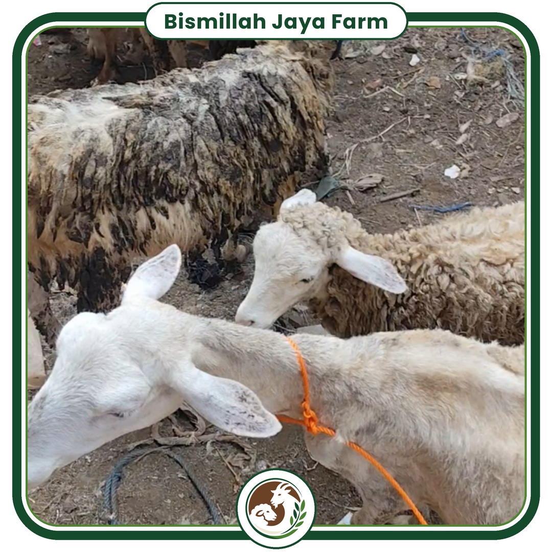 Dokumentasi ternak Bismillah Jaya Farm 2