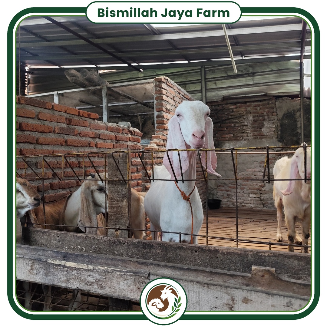 Dokumentasi ternak Bismillah Jaya Farm 4