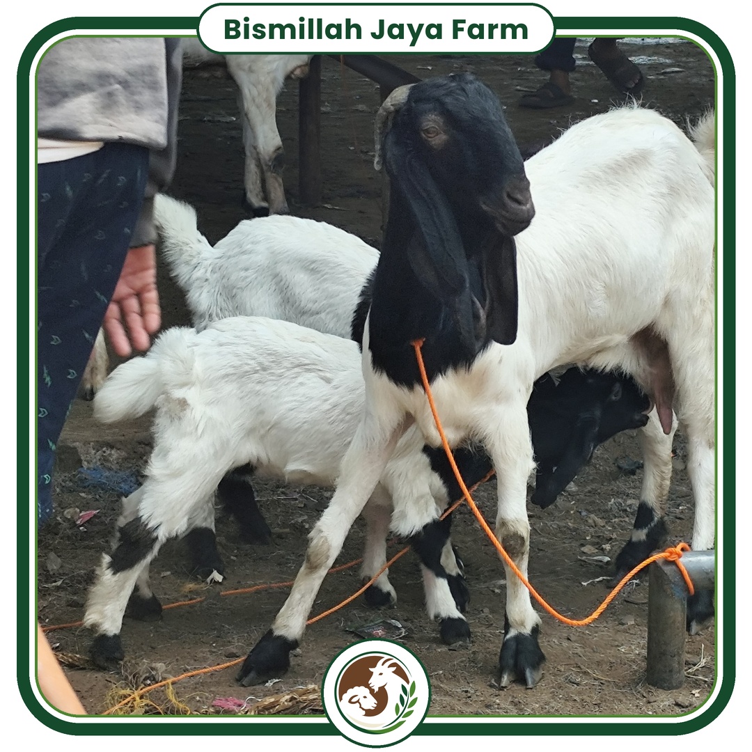 Dokumentasi ternak Bismillah Jaya Farm 5