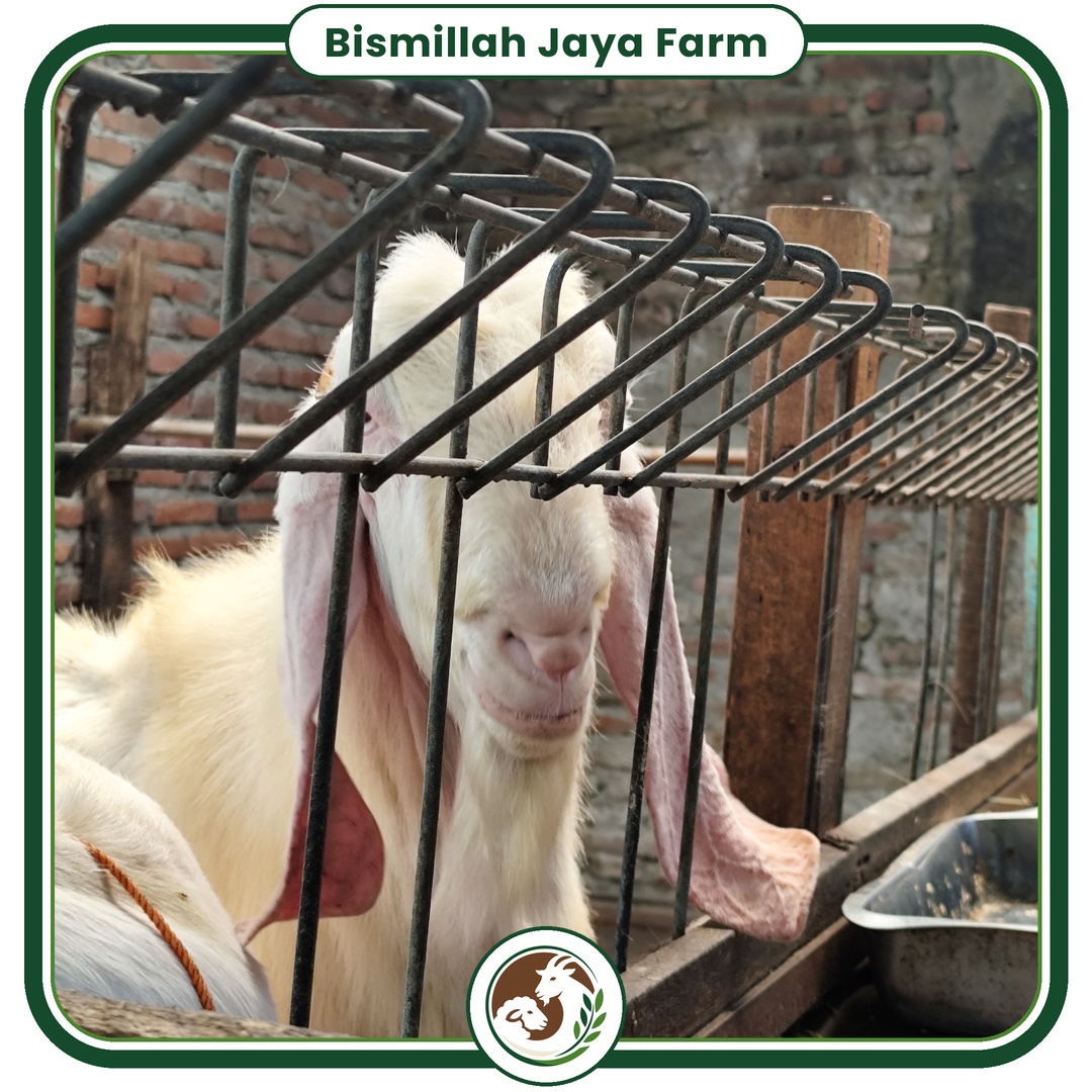 Dokumentasi ternak Bismillah Jaya Farm 6